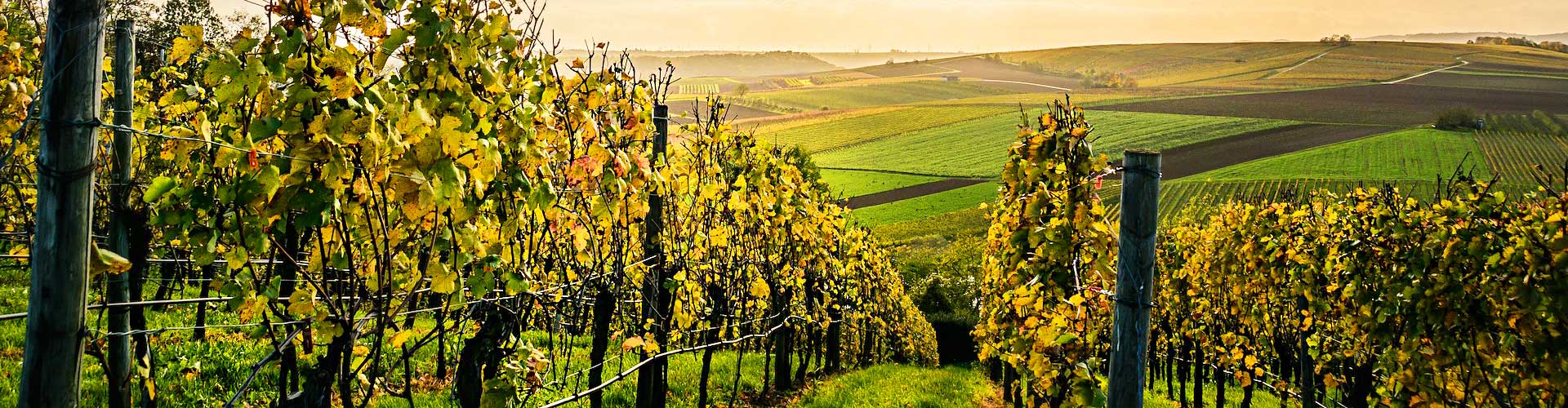 vineyard overlooking a valley