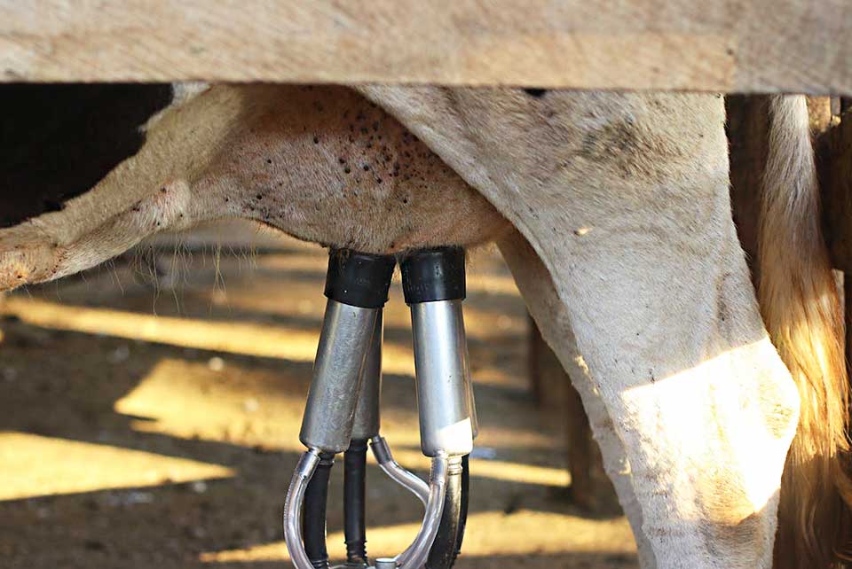 cow being milked