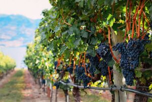 Red wine grapes on vine