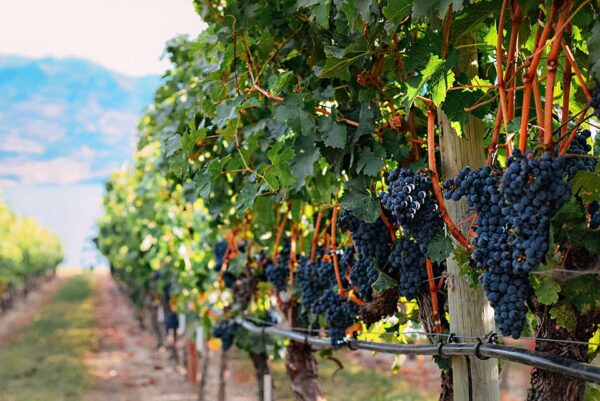 Red wine grapes on vine